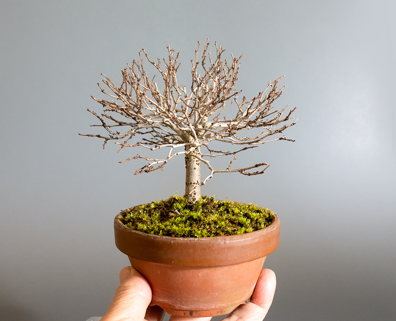 ケヤキ-O1（けやき・欅）雑木盆栽の手乗りの景色・Zelkova serrata bonsai
