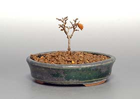 ケヤキS（けやき・欅）雑木盆栽の成長記録-3・Zelkova serrata bonsai