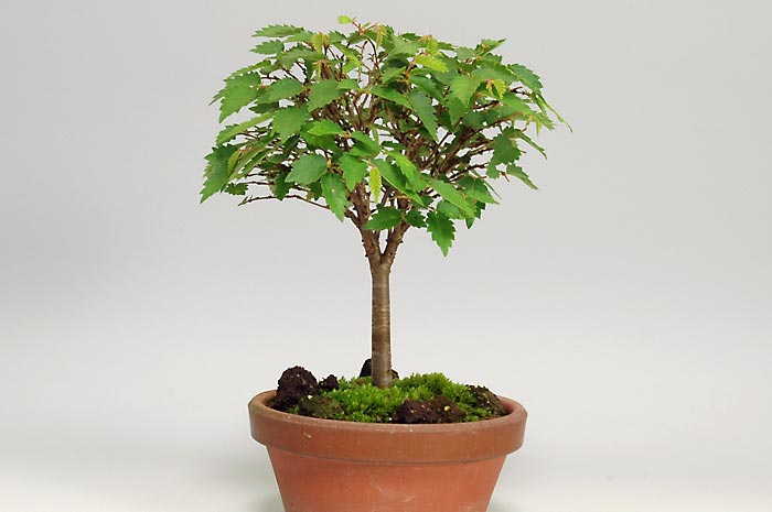ケヤキ-V（けやき・欅）雑木盆栽の販売と育て方・作り方・Zelkova serrata bonsai