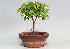 ケヤキX（けやき・欅）雑木盆栽の成長記録-1・Zelkova serrata bonsai