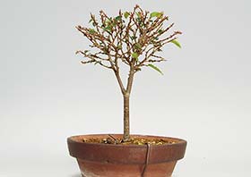 ケヤキX（けやき・欅）雑木盆栽の成長記録-2・Zelkova serrata bonsai