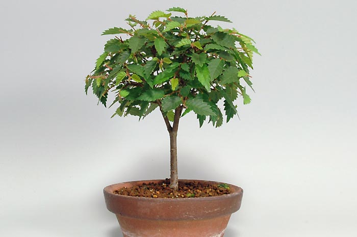 ケヤキX（けやき・欅）雑木盆栽の販売と育て方・作り方・Zelkova serrata bonsai