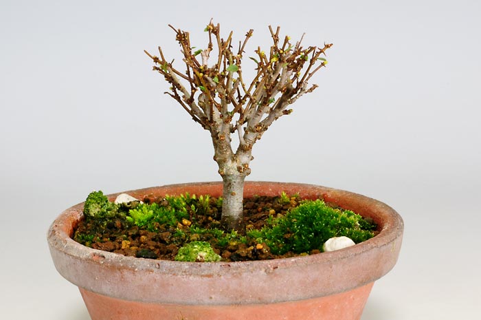 ケヤキZ（けやき・欅）雑木盆栽の販売と育て方・作り方・Zelkova serrata bonsai