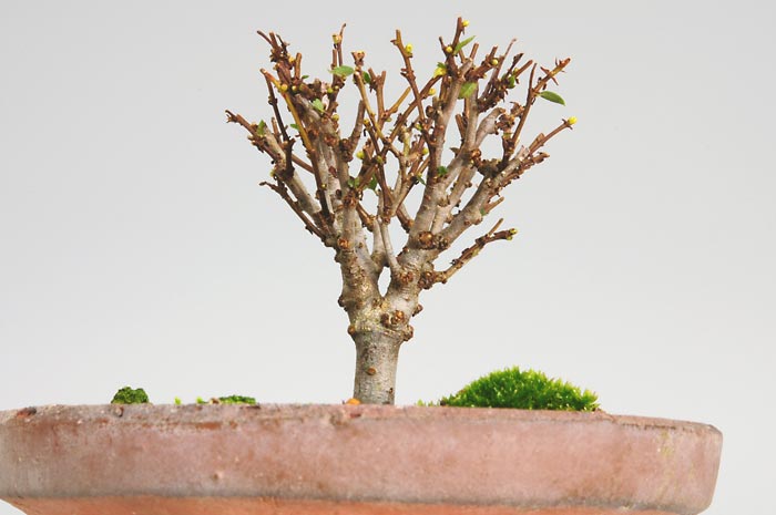 ケヤキZ（けやき・欅）雑木盆栽を少し見上げた景色・Zelkova serrata bonsai