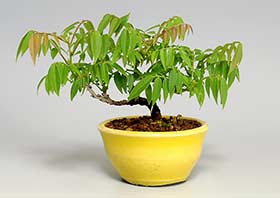 コフジ-J（こふじ・小藤）盆栽の成長記録-1・Wisteria bonsai