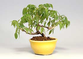 コフジ-J（こふじ・小藤）盆栽の成長記録-2・Wisteria bonsai