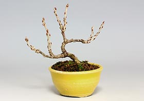 コフジ-J（こふじ・小藤）盆栽の成長記録-3・Wisteria bonsai