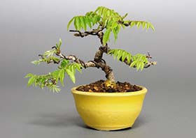 コフジ-J（こふじ・小藤）盆栽の樹作りの参考樹形・Wisteria Best bonsai