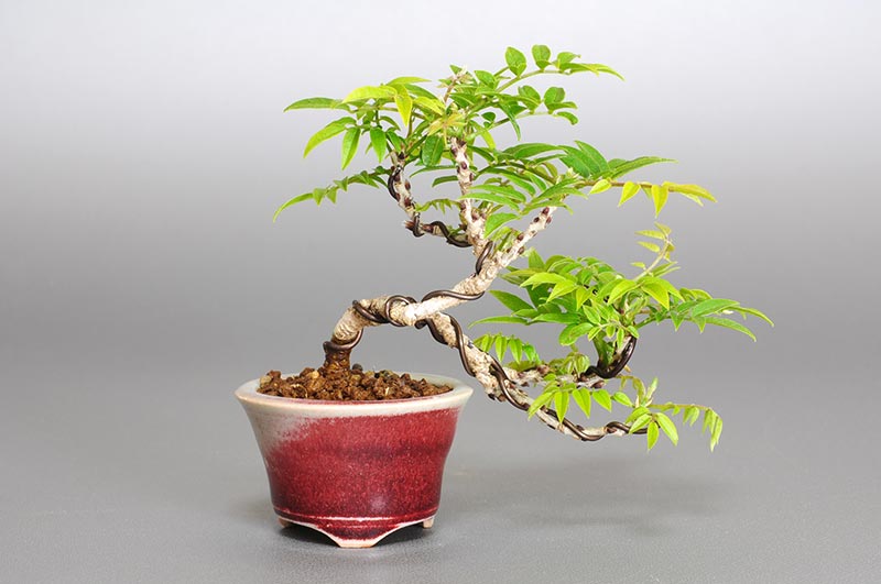 コフジ-M（こふじ・小藤）雑木盆栽の販売と育て方・作り方・Wisteria bonsai
