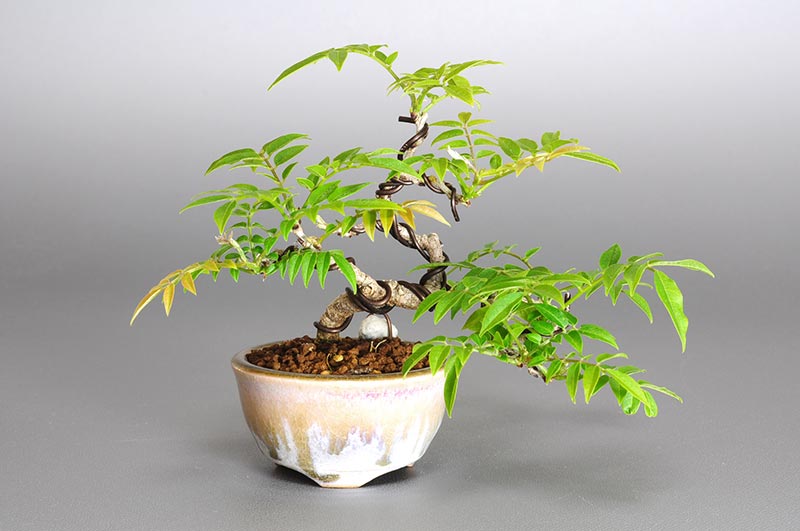 コフジ盆栽（こふじ・小藤）ミニ盆栽の今と過去の成長記録と育て方・手入れ・剪定・植え替え・Wisteria bonsai photo