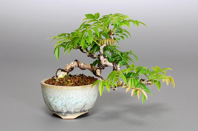 コフジ-O（こふじ・小藤）雑木盆栽の販売と育て方・作り方・Wisteria bonsai