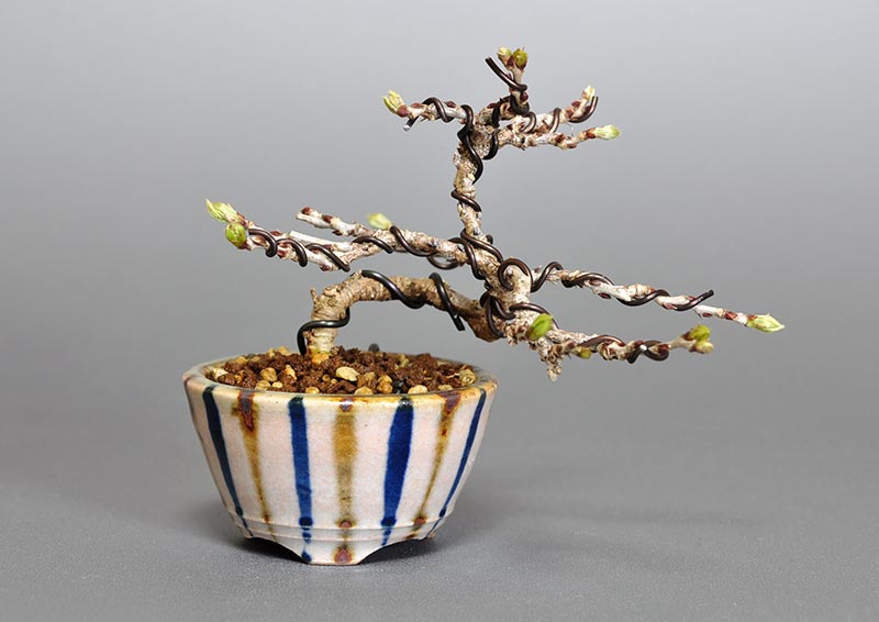 コフジ-P（こふじ・小藤）雑木盆栽の販売と育て方・作り方・Wisteria bonsai