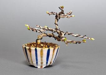 コフジ-P（こふじ・小藤）盆栽の樹作りの参考樹形・Wisteria Best bonsai