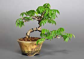 コフジQ（こふじ・小藤）雑木盆栽の成長記録-1・Wisteria bonsai bonsai