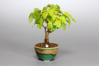 ミヤサマカエデ-C1（みやさまかえで・宮様楓）盆栽の樹作りの参考樹形・Acer buergerianum var. formosanum Best bonsai