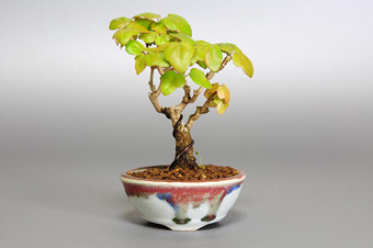 ミヤサマカエデ-G1（みやさまかえで・宮様楓）盆栽の樹作りの参考樹形・Acer buergerianum var. formosanum Best bonsai