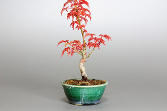 シシガシラモミジ-A（ししがしらもみじ・獅子頭もみじ）盆栽の樹作りの参考樹形・Acer palmatum subsp. matsumurae Best bonsai