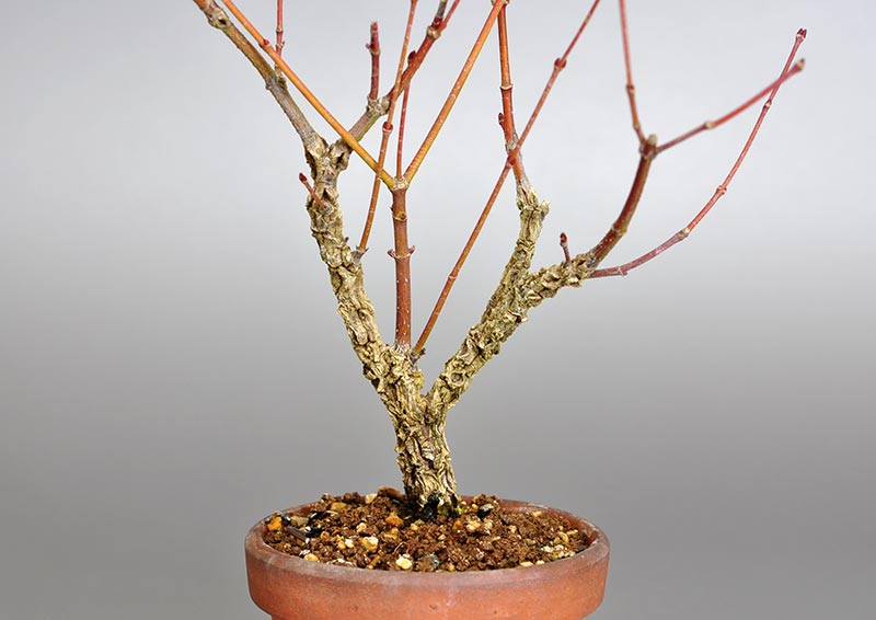 荒皮性モミジ-E-1（荒皮性もみじ・荒皮性紅葉）雑木盆栽の販売と育て方・作り方・Acer palmatum subsp. matsumurae bonsai