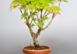 アラカワモミジ-E（あらかわもみじ・荒皮紅葉）盆栽の樹作りの参考樹形・Acer palmatum subsp. matsumurae Best bonsai