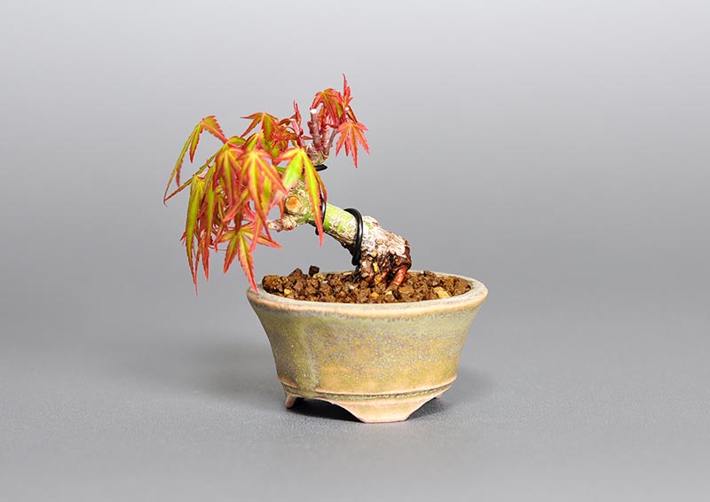 オリヒメモミジH（おりひめもみじ・織姫もみじ）雑木盆栽の販売と育て方・作り方・Acer palmatum subsp. matsumurae bonsai