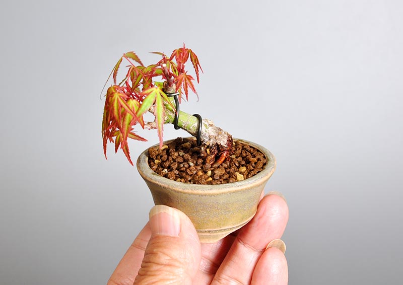 オリヒメモミジH（おりひめもみじ・織姫もみじ）雑木盆栽の手乗りの景色・Acer palmatum subsp. matsumurae bonsai