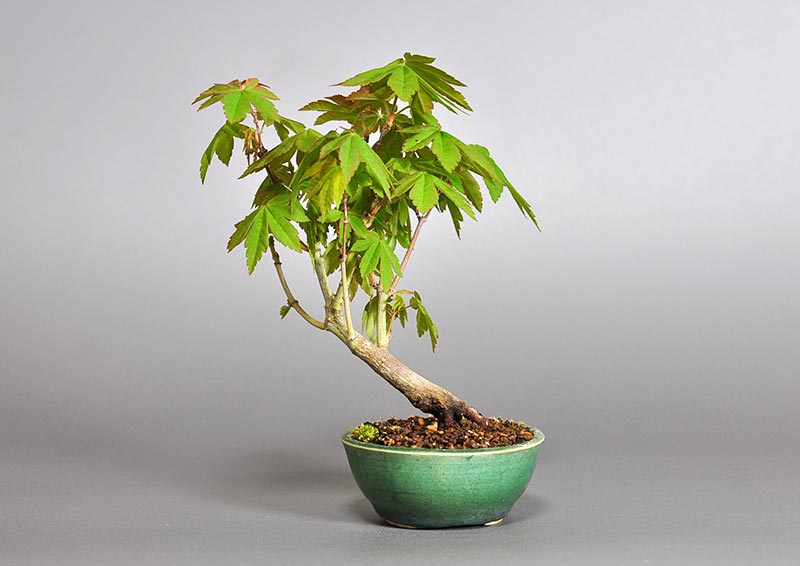 コハウチワカエデ-O1（こはうちわかえで・小羽団扇楓）雑木盆栽を裏側から見た景色・Acer sieboldianum Miquel bonsai