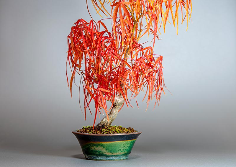 七五三モミジ-T1（七五三もみじ・占ノ内紅葉）雑木盆栽の販売と育て方・作り方・Acer sieboldianum Miquel bonsai