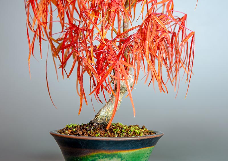 七五三モミジ-T1（七五三もみじ・占ノ内紅葉）雑木盆栽を拡大して見た景色・Acer sieboldianum Miquel bonsai