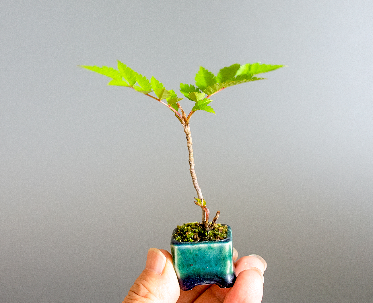 ナナカマド盆栽（ななかまど・七竃）ミニ盆栽の今と過去の成長記録と育て方・手入れ・剪定・植え替え・Sorbus commixta bonsai photo