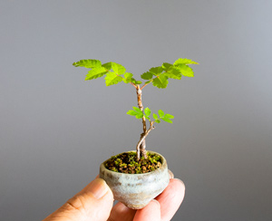 ナナカマド-F1（ななかまど・七竃）盆栽の樹作りの参考樹形・Sorbus commixta Best bonsai