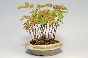 ナナカマド-H（ななかまど・七竃）盆栽の樹作りの参考樹形・Sorbus commixta Best bonsai