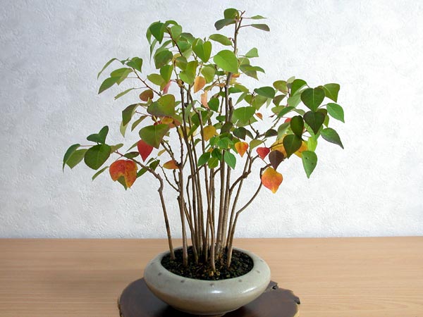 ナンキンハゼ-A（なんきんはぜ・南京櫨）雑木盆栽の販売と育て方・作り方・Triadica sebifera bonsai