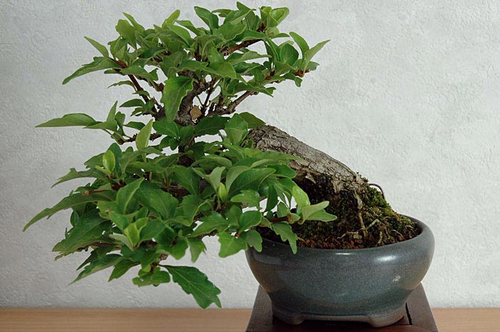 ニオイカエデC（においかえで・匂い楓）雑木盆栽を裏側から見た景色・Premna japonica bonsai