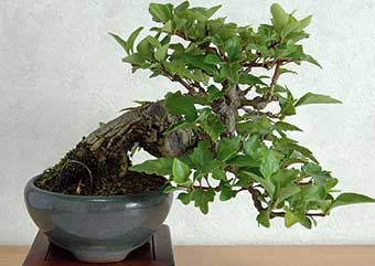 ニオイカエデ-C（においかえで・匂い楓）盆栽の樹作りの参考樹形・Premna japonica Best bonsai