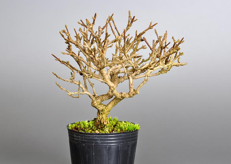 ミニ盆栽・ニオイカエデ-D2（においかえで・匂い楓）の販売と育て方・作り方・Premna japonica bonsai