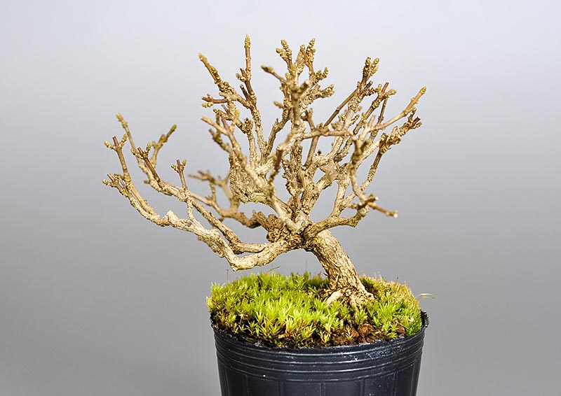 ニオイカエデ-E2（においかえで・匂い楓）雑木盆栽の販売と育て方・作り方・Premna japonica bonsai