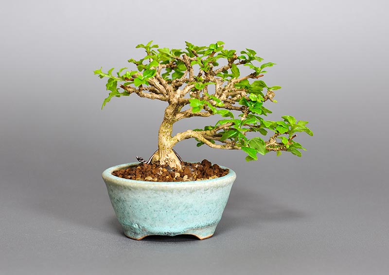 ニオイカエデ-G2（においかえで・匂い楓）雑木盆栽を裏側から見た景色・Premna japonica bonsai photo