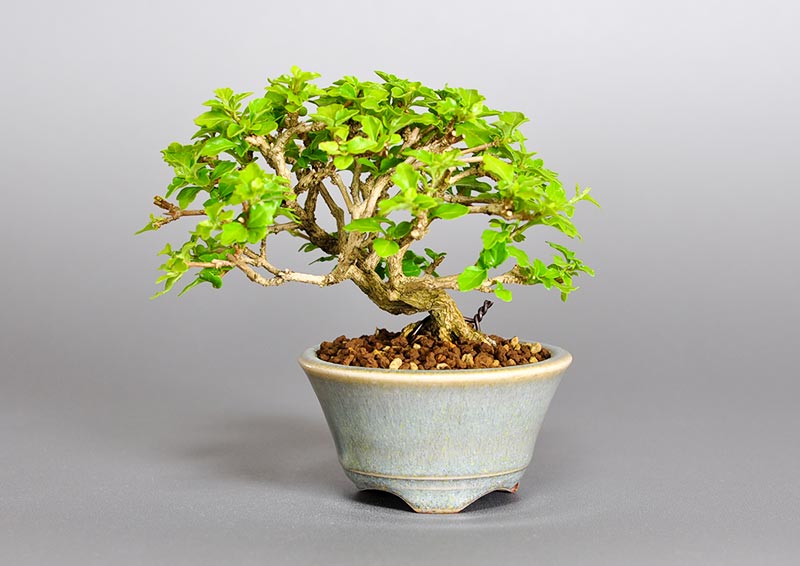 ニオイカエデ-H2（においかえで・匂い楓）雑木盆栽の販売と育て方・作り方・Premna japonica bonsai photo