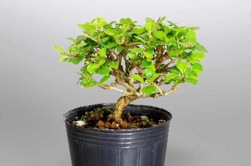 豆盆栽・ニオイカエデ-K1（においかえで・匂い楓）雑木盆栽の販売と育て方・作り方・Premna japonica bonsai
