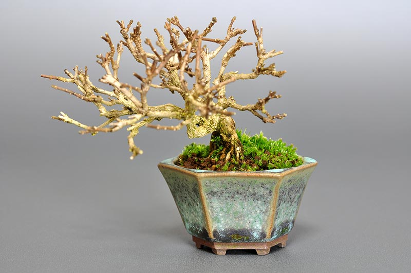 豆盆栽・ニオイカエデ-N1（においかえで・匂い楓）雑木盆栽の販売と育て方・作り方・Premna japonica bonsai