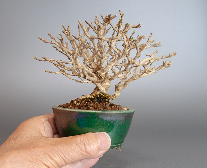 ニオイカエデ-N2（においかえで・匂い楓）雑木盆栽の手乗りの景色・Premna japonica bonsai