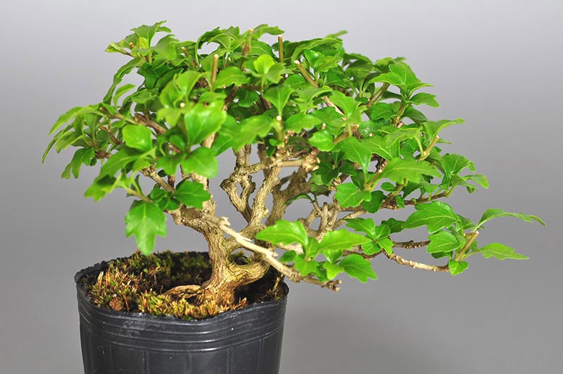 ミニ盆栽・ニオイカエデ-V1（においかえで・匂い楓）雑木盆栽を裏側から見た景色・Premna japonica bonsai