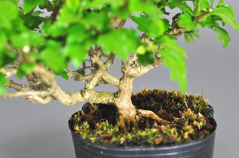 ミニ盆栽・ニオイカエデ-V1（においかえで・匂い楓）雑木盆栽を別側から見た景色・Premna japonica bonsai