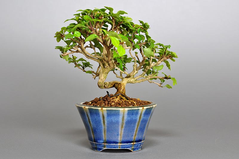 ミニ盆栽・ニオイカエデ-Y1（においかえで・匂い楓）雑木盆栽を裏側から見た景色・Premna japonica bonsai