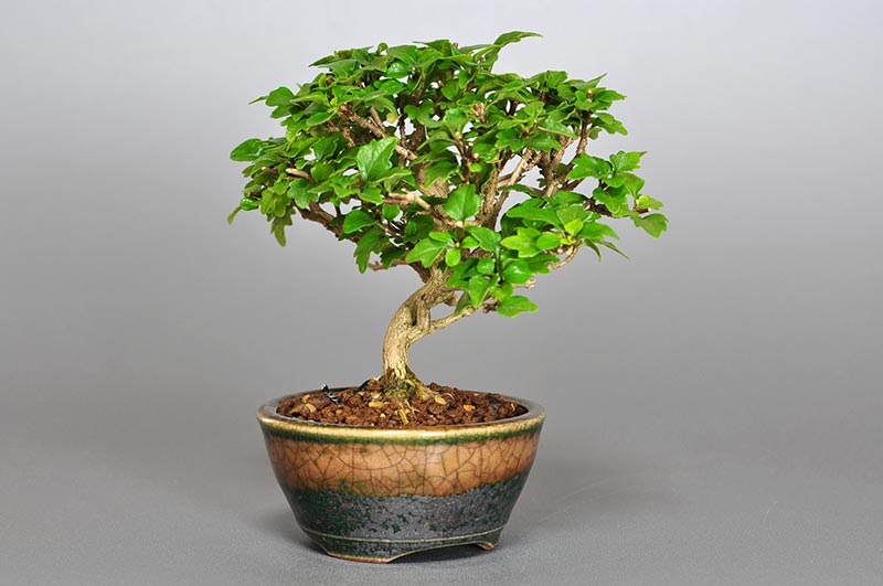 ニオイカエデ-Z1（においかえで・匂い楓）雑木盆栽を左側から見た景色・Premna japonica bonsai photo