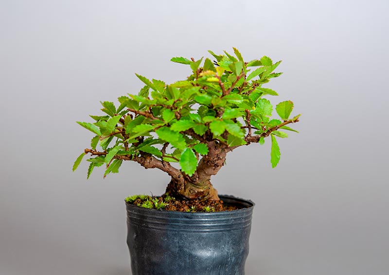 盆栽・ニレケヤキ-B3（にれけやき・楡欅）雑木盆栽を左側から見た景色・Ulmus parvifolia bonsai
