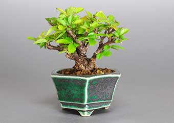 ニレケヤキ-C1（にれけやき・楡欅）雑木盆栽の更新履歴-2・Ulmus parvifolia bonsai