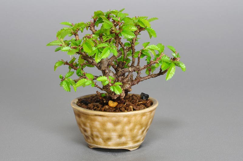 ニレケヤキ-E1-1（にれけやき・楡欅）雑木盆栽を右側から見た景色・Ulmus parvifolia bonsai