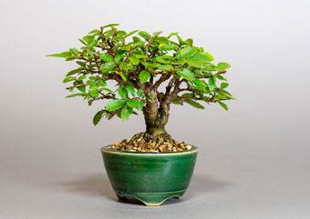 ニレケヤキ-F3（にれけやき・楡欅）盆栽の樹作りの参考樹形・Ulmus parvifolia Best bonsai