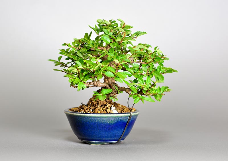 ニレケヤキ-H2（にれけやき・楡欅）雑木盆栽を左側から見た景色・Ulmus parvifolia bonsai photo